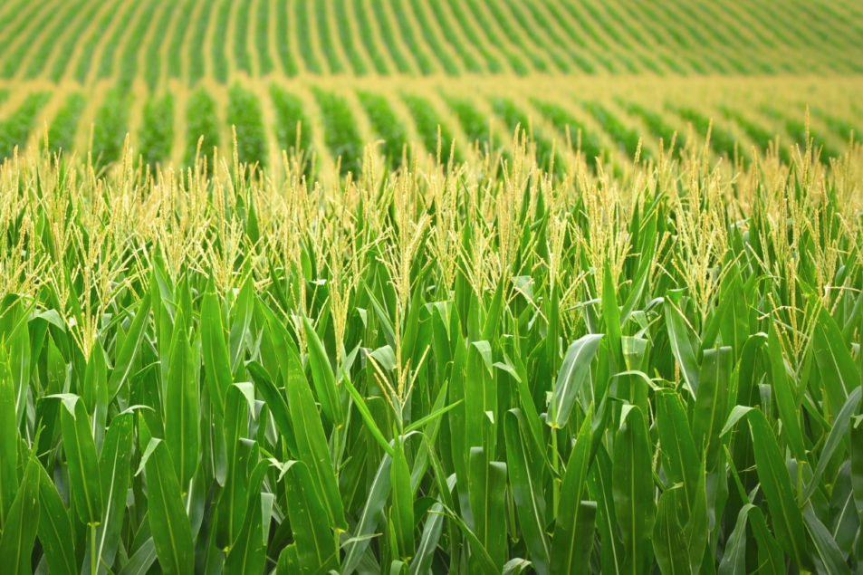 Corn Factory France Aj Alimentaire