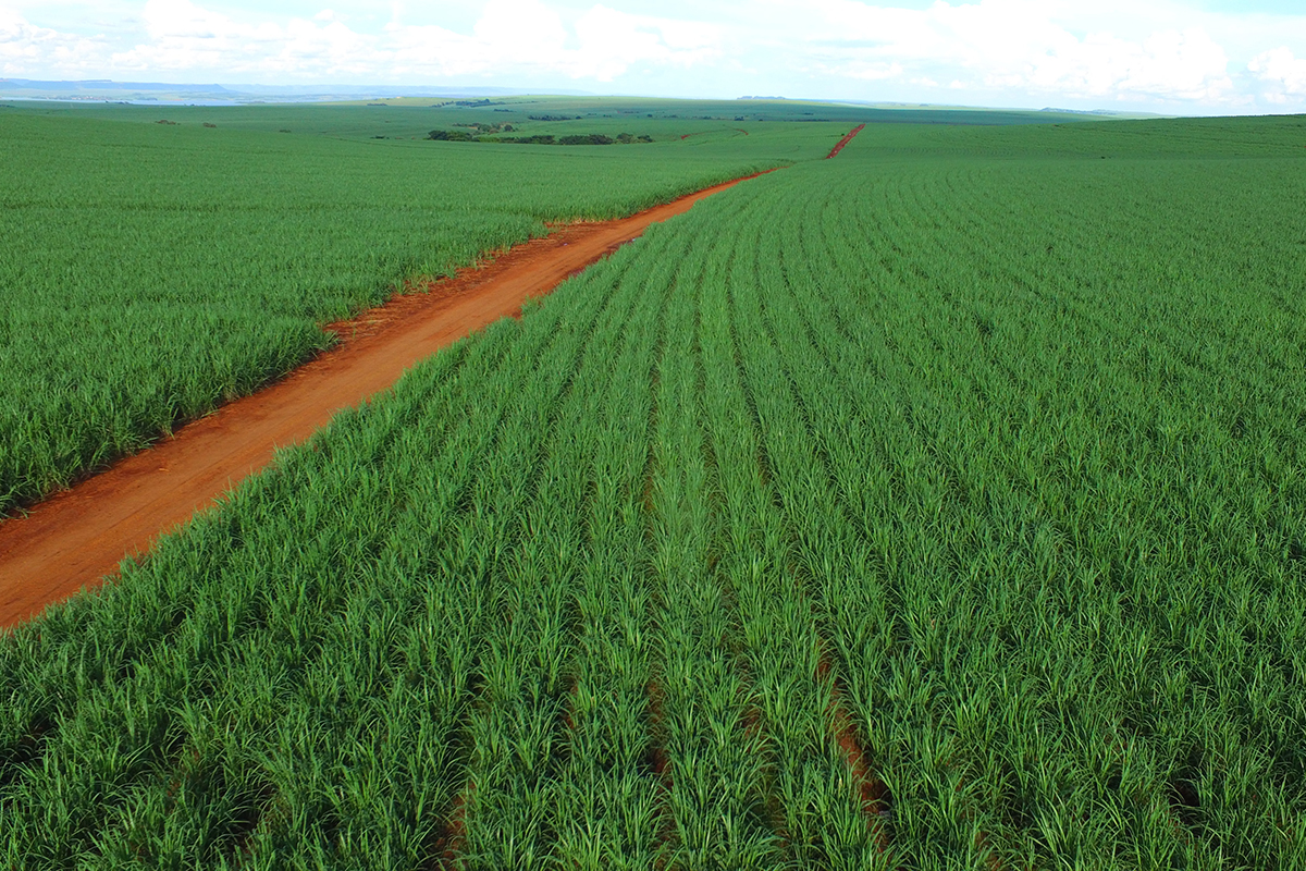 Sugar Factory In Brazil France Aj Alimentaire